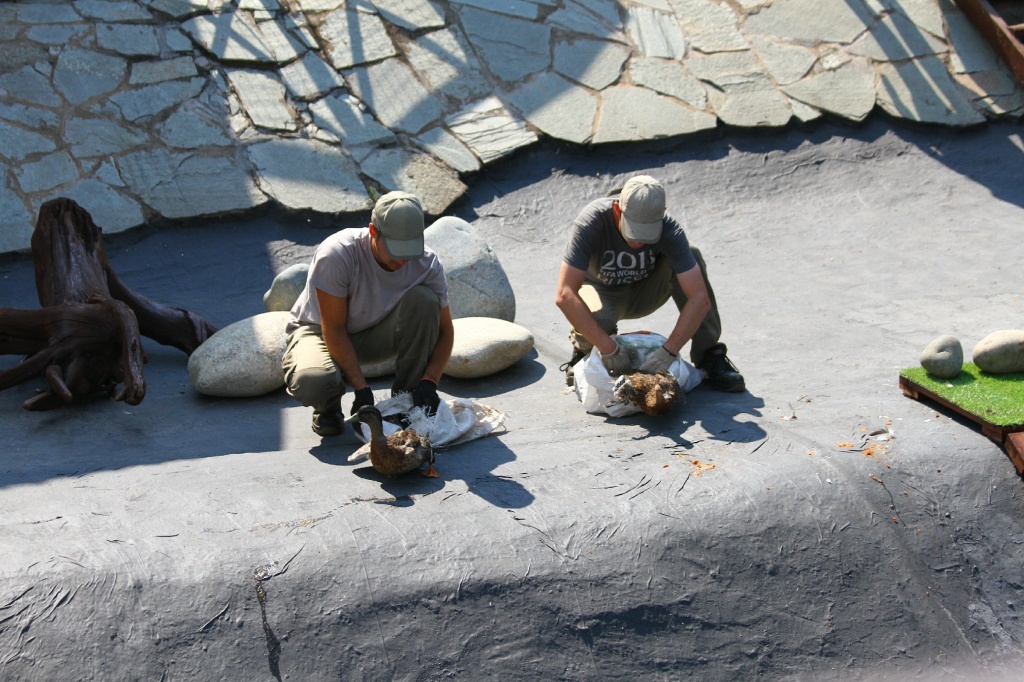 ������� ��������CAMC2705.jpg